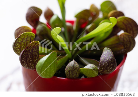 食蟲植物 食蟲植物 108836568