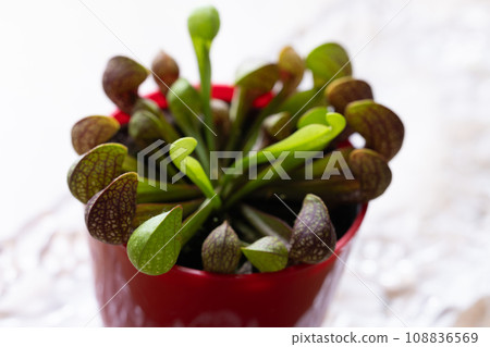 食蟲植物 食蟲植物 108836569