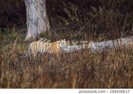 indian wild female tiger or panthera tigris side profile walking or territory stroll prowl terai region forest in natural scenic grassland in day safari at jim corbett national park uttarakhand india indian wild female tiger or panthera tigris side profile walking or territory stroll prowl terai region forest in natural scenic grassland in day safari at jim corbett national park uttarakhand india 108836617
