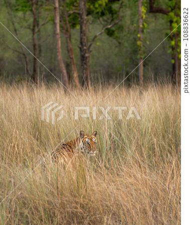 Indian wild female bengal tiger or panthera tigris camouflage face in grass at bandhavgarh national park or forest tiger reserve madhya pradesh india asia Indian wild female bengal tiger or panthera tigris camouflage face in grass at bandhavgarh national park or forest tiger reserve madhya pradesh india asia 108836622