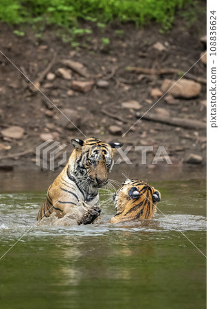 two wild male bengal tiger or brother in action fight for territory in pond water in monsoon season safari adventure at ranthambore national park forest tiger reserve sawai madhopur rajasthan india two wild male bengal tiger or brother in action fight for territory in pond water in monsoon season safari adventure at ranthambore national park forest tiger reserve sawai madhopur rajasthan india 108836624