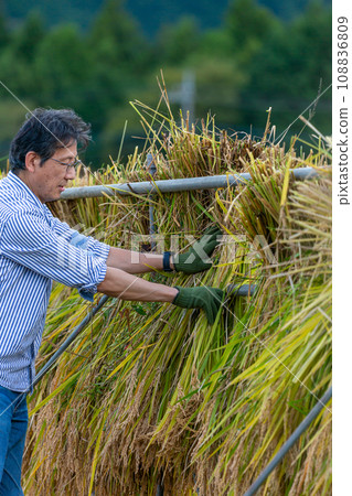 家長和孩子體驗水稻收割 108836809