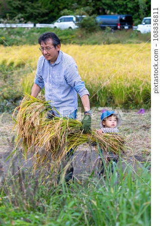 家長和孩子體驗水稻收割 108836811