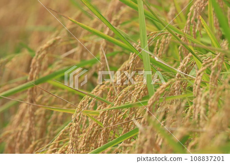 Fruited rice ears, a good harvest of rice fields, rice cultivated rice ears 108837201