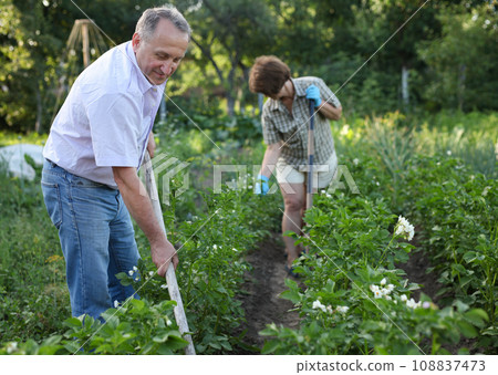 Woman and a man are harrowing potatoes Woman and a man are harrowing potatoes 108837473