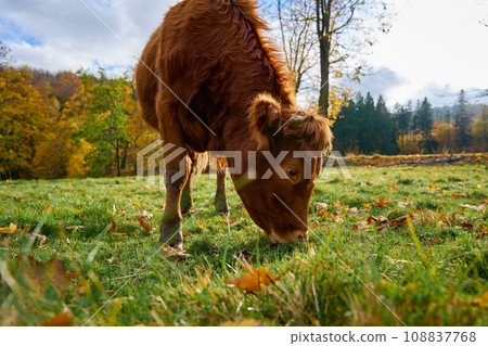 Brown cow grazing on field. Jersey cow eating green grass on pasture. Cattle breeding. Milk production on home farm 108837768