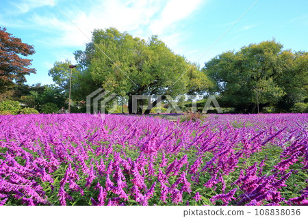 Ashikaga Flower Park Autumn sky and amethyst sage <Ashikaga City, Tochigi Prefecture> 108838036