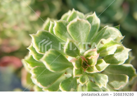 Blurred background of a succulent plant, selective focus, soft focus 108839280