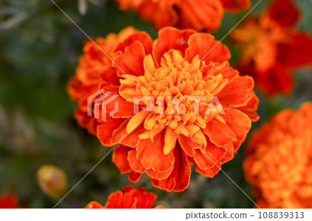 Marigold  108839313