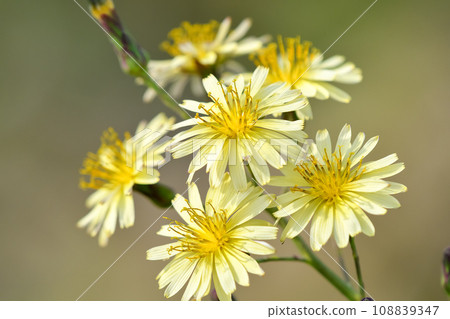 Akinonogi Akinonogi 108839347