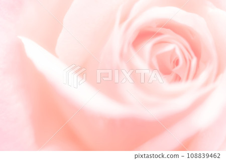 Rose/petal background material 108839462