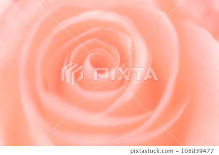 Rose/petal background material Rose/petal background material 108839477