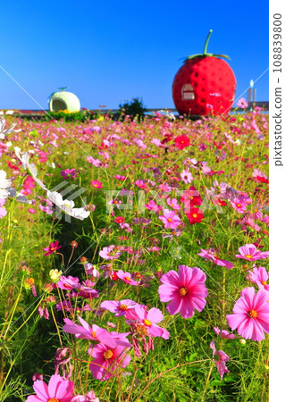 [Nagasaki Prefecture] Strawberry and Melon Fruit Bus Stop (Izaki) 108839800