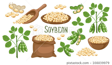 Set of soybeans. Soybean plant, soybeans in pods, in a canvas bag, bowl and wooden spoon. Food, agriculture. Illustration, vector 108839979