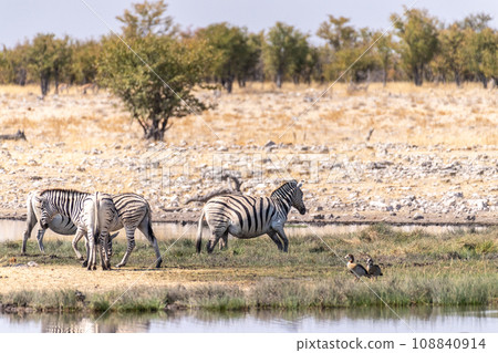 Zebras near a waterhole Zebras near a waterhole 108840914