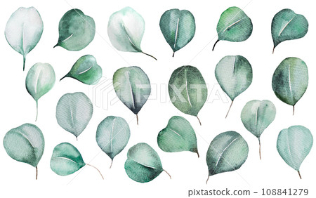Watercolor eucalyptus green leaves isolatedillustration, wedding Element 108841279
