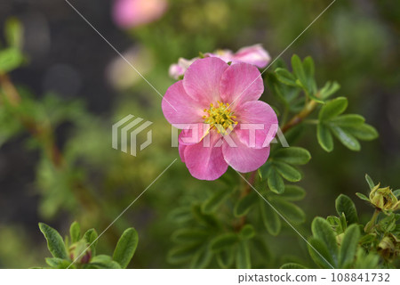 Beautiful pink Potentilla flowers on a green bush. Small red flowers of Rosaceae. 108841732