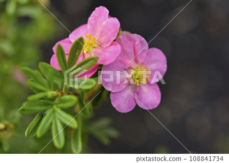 Beautiful pink Potentilla flowers on a green bush. Small red flowers of Rosaceae. 108841734