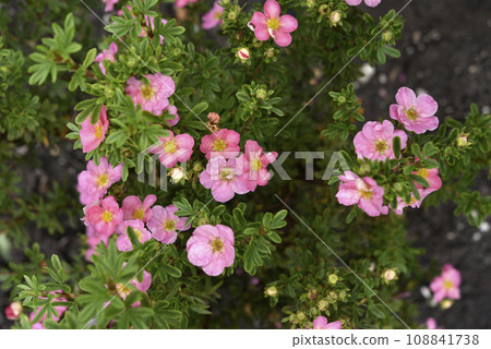 Beautiful pink Potentilla flowers on a green bush. Small red flowers of Rosaceae. 108841738