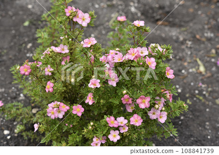 Beautiful pink Potentilla flowers on a green bush. Small red flowers of Rosaceae. Beautiful pink Potentilla flowers on a green bush. Small red flowers of Rosaceae. 108841739