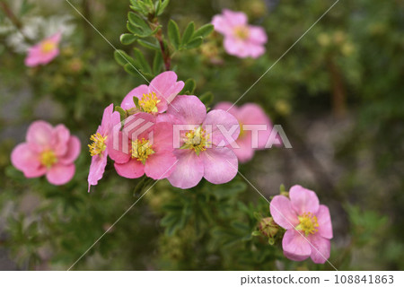 Beautiful pink Potentilla flowers on a green bush. Small red flowers of Rosaceae. 108841863