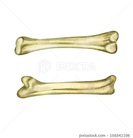 Watercolor illustration. Bird bones for fortune telling and occult rituals painted in watercolor on a white background. Suitable for printing on fabric, paper, scrapbooking, yoga and design. 108842106