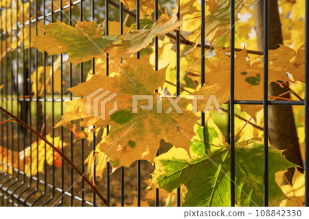 Maple tree and wire fence Maple tree and wire fence 108842330