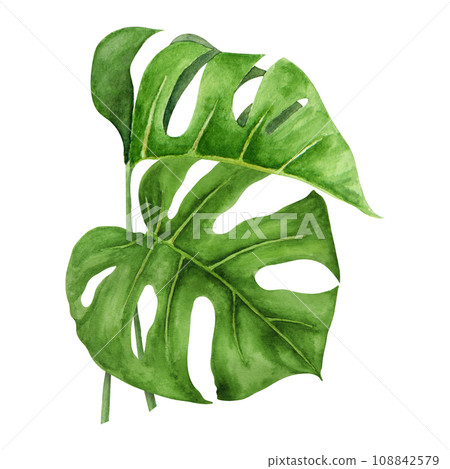 Green Monstera leaves. Watercolor hand drawn illustration of tropical plant for travel guides, cosmetic, spa, massage salon prints, wedding invitations, cards, textile, packing. Jungle liana clip art. 108842579