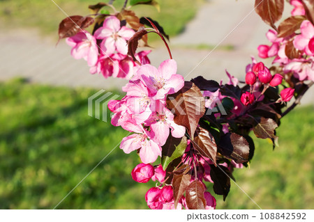 Bright pink apple blossoms close up, background Bright pink apple blossoms close up, background 108842592