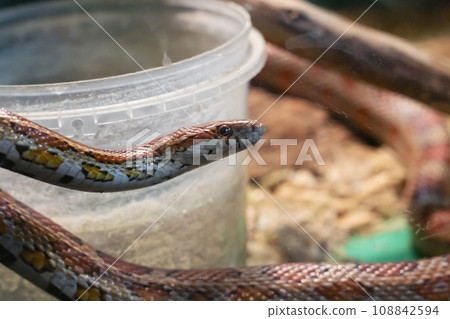 Small brown snake in a terrarium closeup Small brown snake in a terrarium closeup 108842594