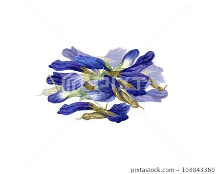 Handful of dried clitoria flowers. Buds for healthy drink. Anchan, Dried Blue Butterfly Pea Petals. Herbal, wellness tea. Watercolor illustration for recipe, menu, label, package Handful of dried clitoria flowers. Buds for healthy drink. Anchan, Dried Blue Butterfly Pea Petals. Herbal, wellness tea. Watercolor illustration for recipe, menu, label, package 108843360