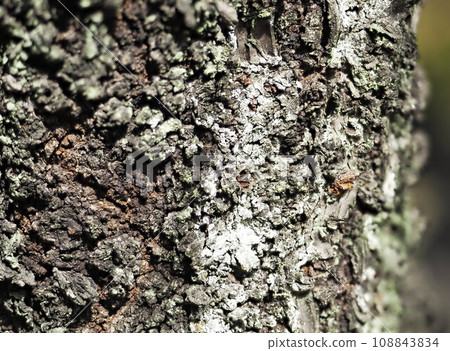 moss parasitic on the trunk 108843834