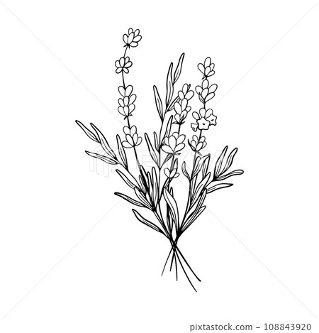 Bouquet of Lavender flower line art drawing. Hand drawn black ink sketch. Design for tattoo, wedding invitation, logo, cards, packaging and labeling. Botanical rustic trendy greenery vector Bouquet of Lavender flower line art drawing. Hand drawn black ink sketch. Design for tattoo, wedding invitation, logo, cards, packaging and labeling. Botanical rustic trendy greenery vector 108843920