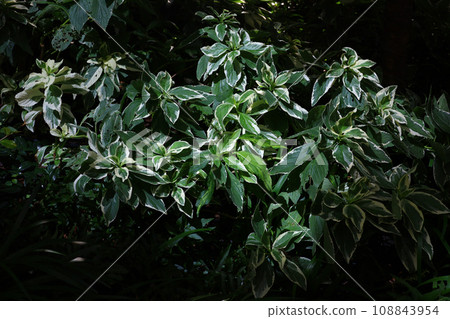 Background photo of a close-up of houseplants 108843954