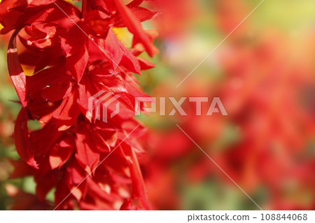 red flowers of salvia 108844068