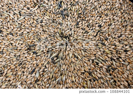 texture from grains of wheat 108844101