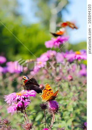 butterflies of peacock eye and Queen of Spain fritillary on the asters 108844103