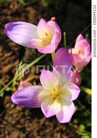 colchicum autumnale in September 108844152