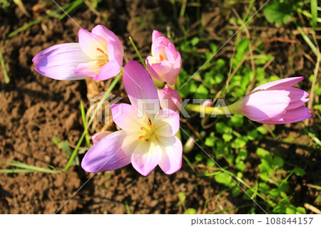colchicum autumnale in September 108844157