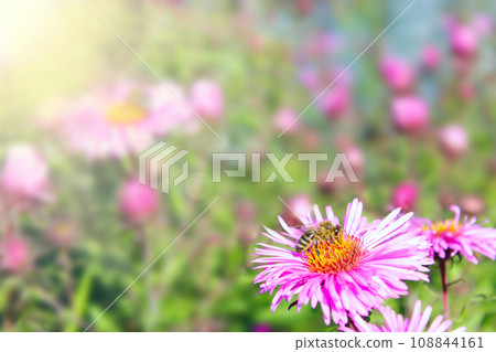 bee on the aster in the rays of sun bee on the aster in the rays of sun 108844161