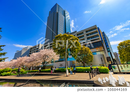 Tokyo, Minato-ku, Akasaka, Tokyo Midtown and cherry blossoms in full bloom Tokyo, Minato-ku, Akasaka, Tokyo Midtown and cherry blossoms in full bloom 108844169