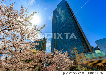 東京、港區、赤坂、東京中城和櫻花盛開 108844197
