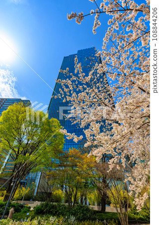 東京、港區、赤坂、東京中城和櫻花盛開 108844206