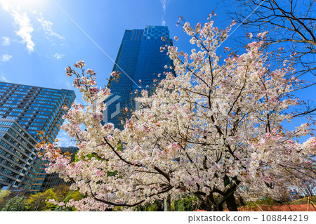 Tokyo, Minato-ku, Akasaka, Tokyo Midtown and cherry blossoms in full bloom 108844219