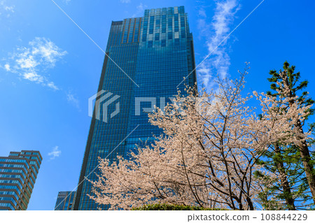 Tokyo, Minato-ku, Akasaka, Tokyo Midtown and cherry blossoms in full bloom 108844229