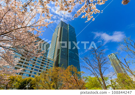 Tokyo, Minato-ku, Akasaka, Tokyo Midtown and cherry blossoms in full bloom 108844247
