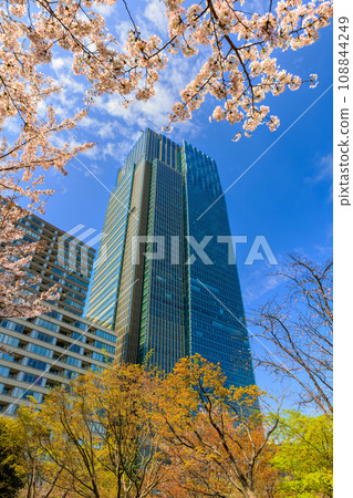 東京、港區、赤坂、東京中城和櫻花盛開 108844249
