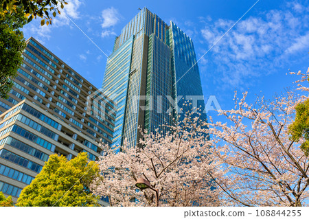 Tokyo, Minato-ku, Akasaka, Tokyo Midtown and cherry blossoms in full bloom 108844255