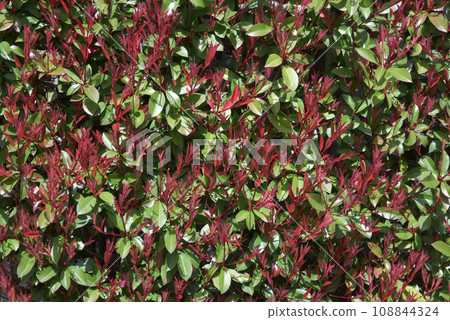 Akamegashi leaf pattern Akamegashi leaf pattern 108844324