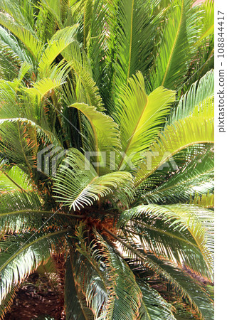 Cycas tree with lush branches and leaves. Lush vegetation in jungle Cycas tree with lush branches and leaves. Lush vegetation in jungle 108844417